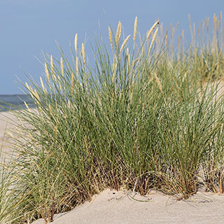 ammophila arenaria ammophila arenaria